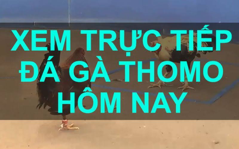 Cách thức tổ chức các trận đấu gà Thomo